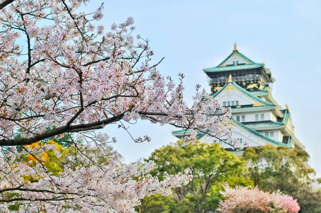 Cherry Blossom Private Tours