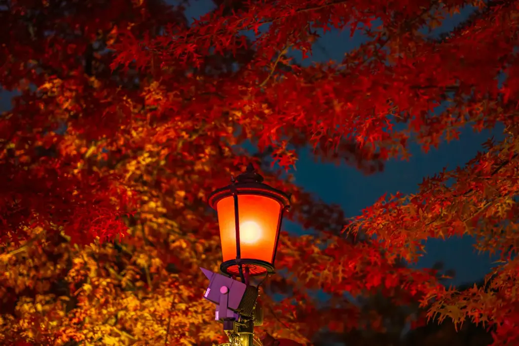 Autumn Foliage Experiences