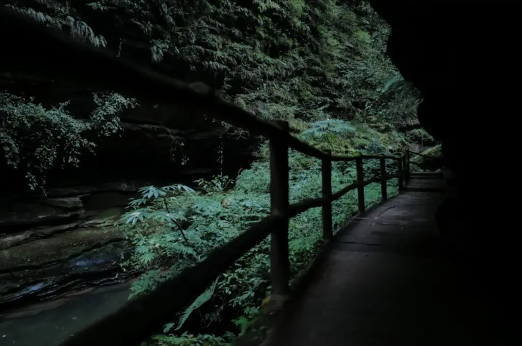 Aokigahara Forest (Optional)