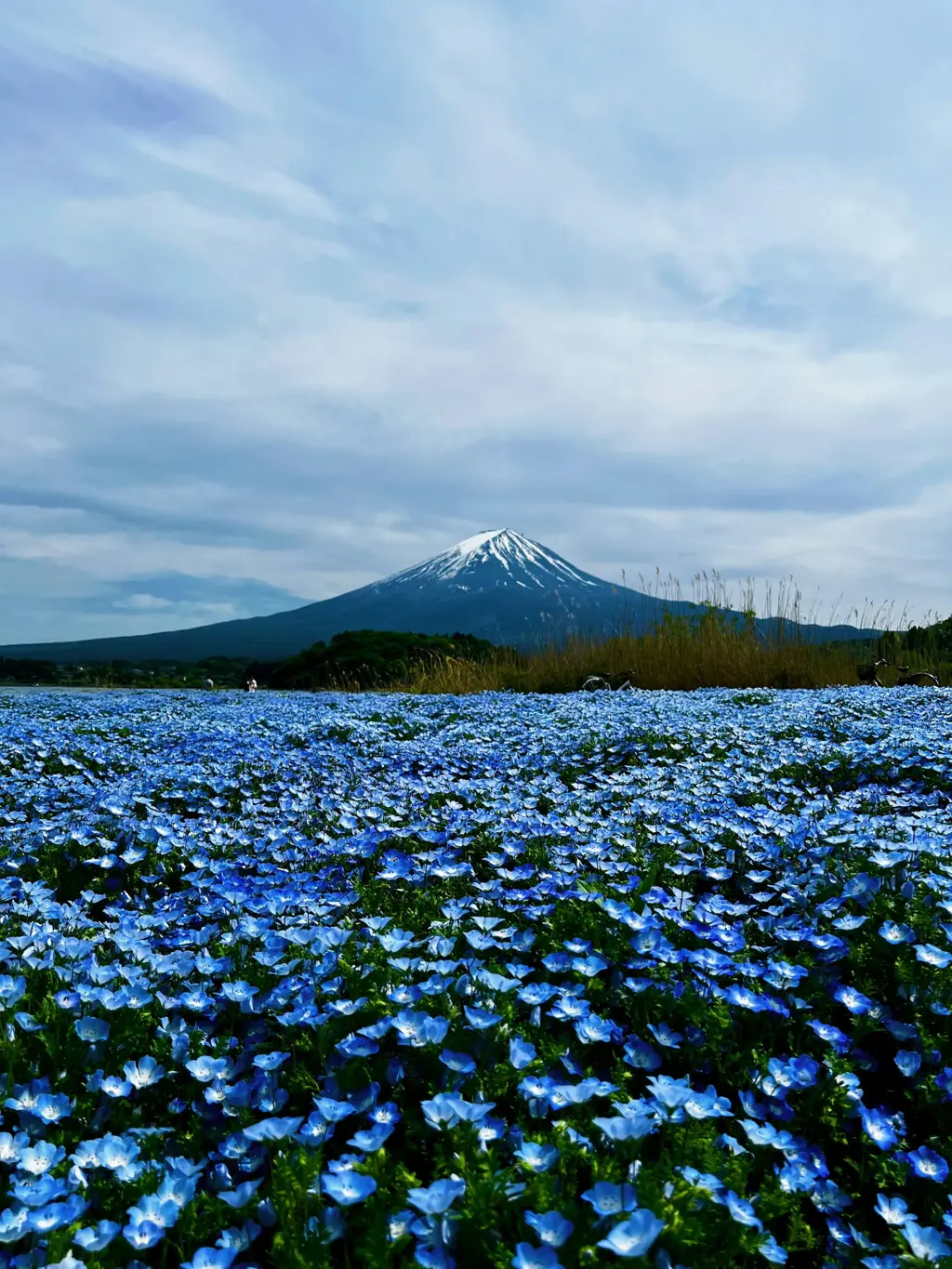 Oishi Park