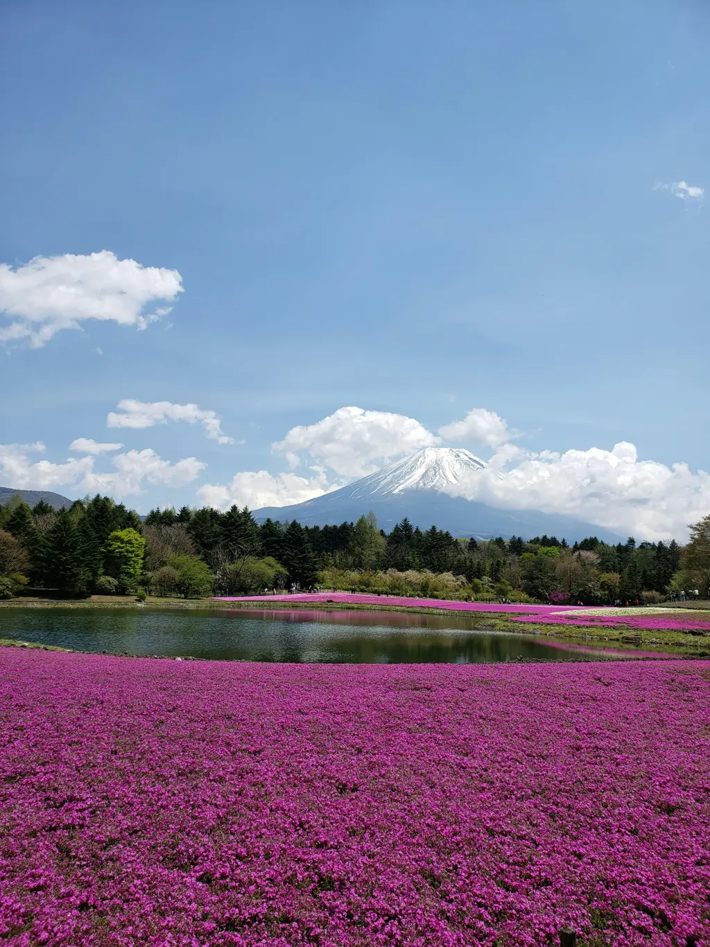 Fuji Shibazakura Festival (Seasonal)