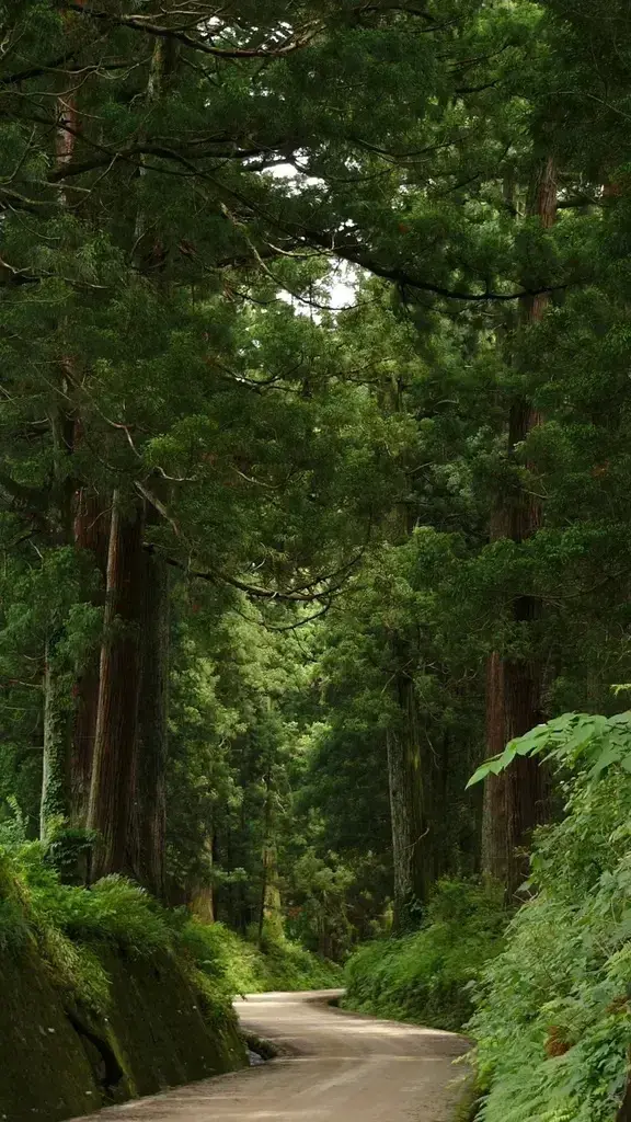 Nikko Cedar Avenue (Suginamiki Kaido)